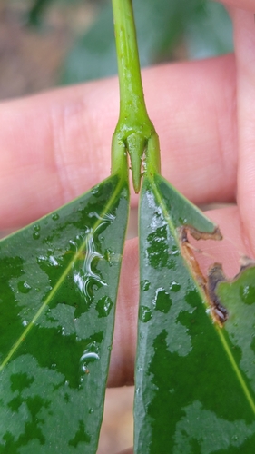 Foto de Batata-de-purga