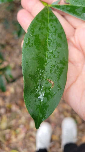 Foto de Batata-de-purga