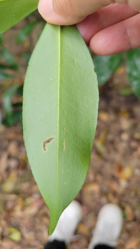 Foto de Batata-de-purga