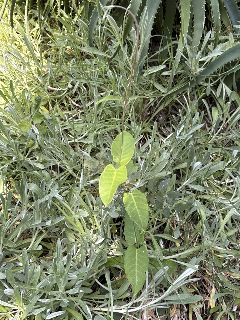 Foto de Falsa-vinha
