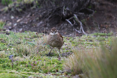 Cinclodes albidiventris