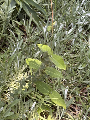 Foto de Falsa-vinha