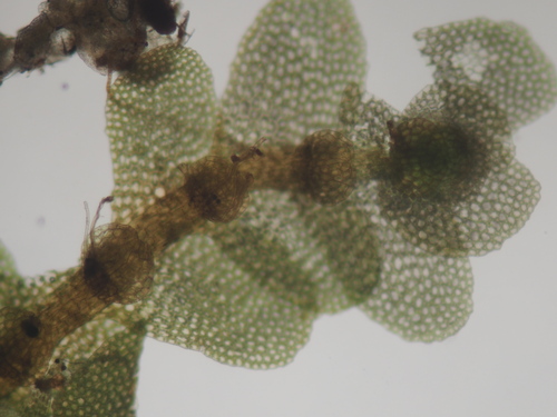 Mnioloma fuscum observed 2024-12-14