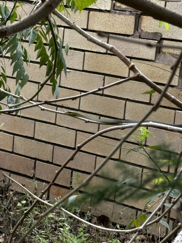 Common Tree Snake sighting