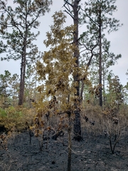 Quercus laevis image