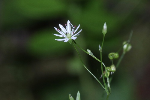 long-leaved starwort