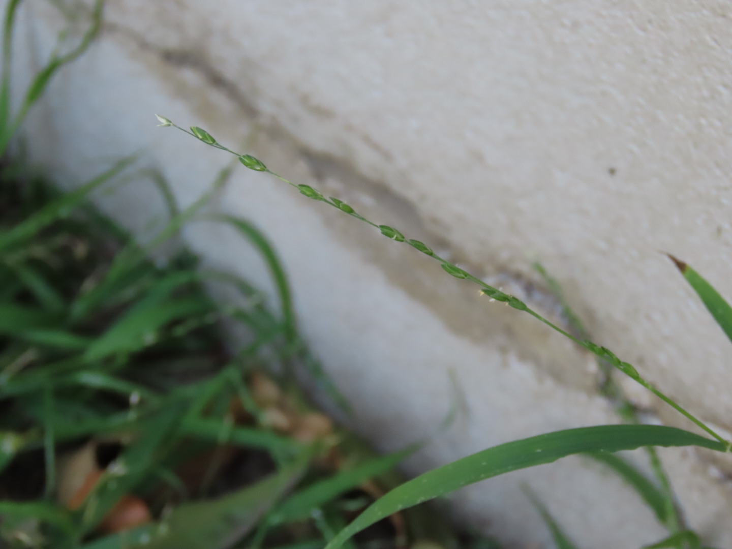 Imagem de Capim-dos-jardins