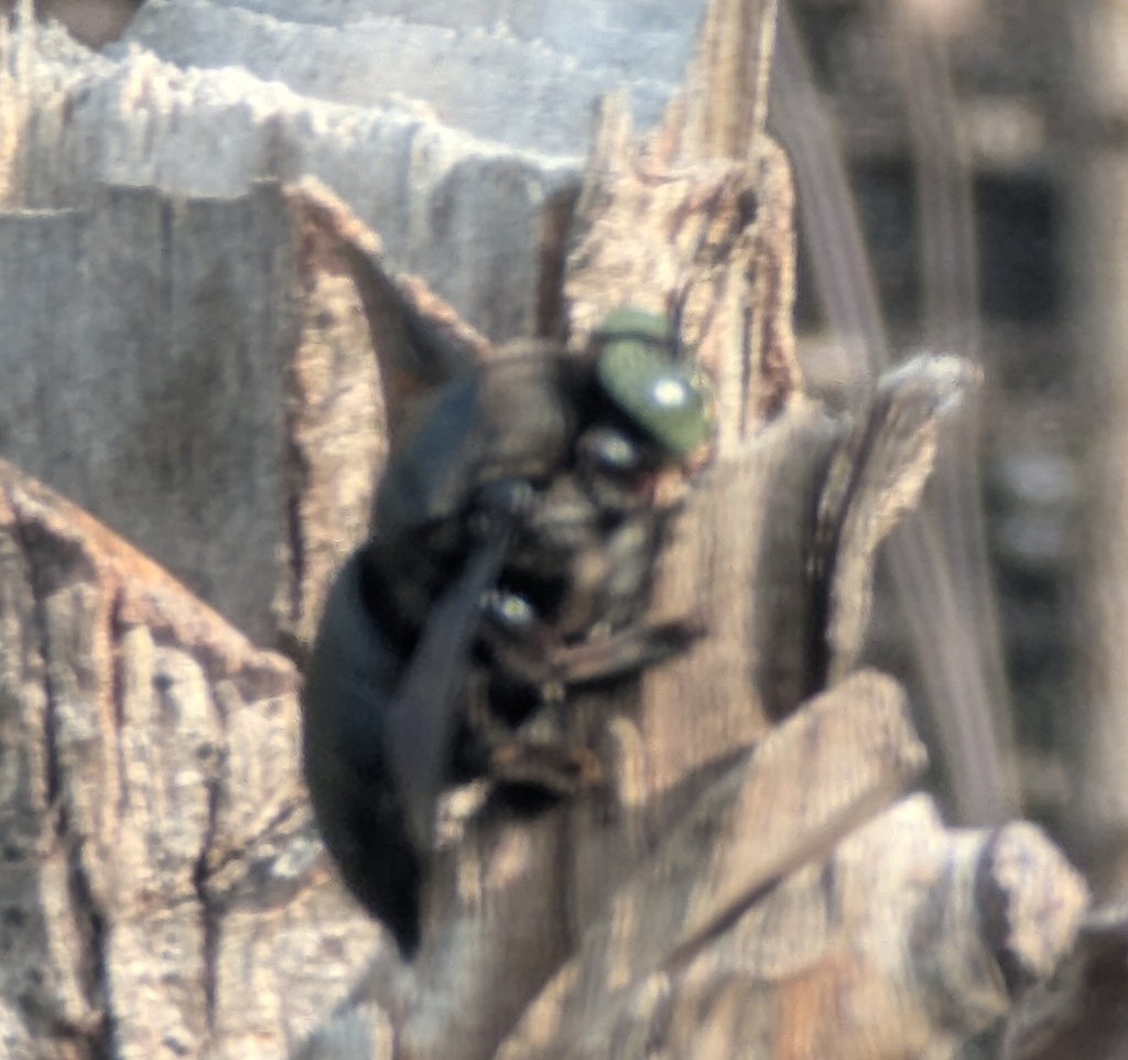 Xylocopa perforator (Xylocopa perforator)