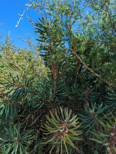Image of Melaleuca glauca by (c) Caleb Catto, some rights reserved (CC BY)