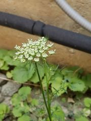 Daucus carota