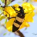 Cmr Blisterbeetle - Photo (c) Daryl de Beer, some rights reserved (CC BY-NC), uploaded by Daryl de Beer