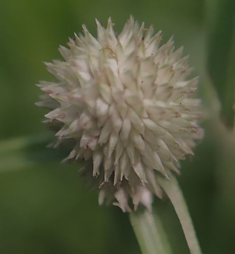 Cyperus mindorensis