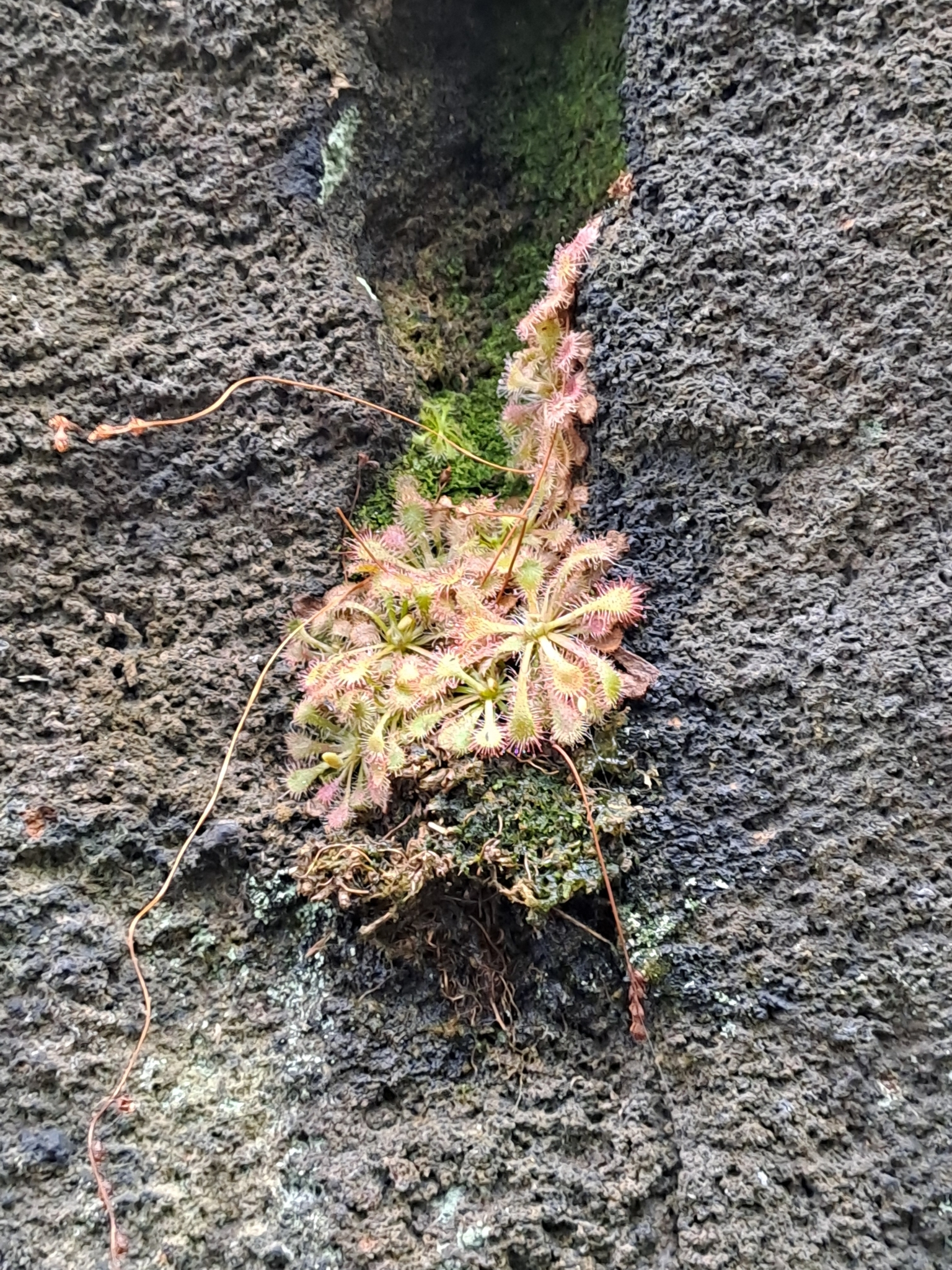 Imagem de Drosera espatulada