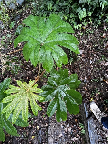 Foto de Planta do Papel Arroz