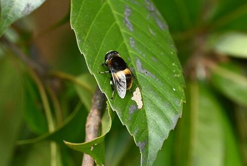 Phytomia zonata