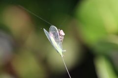 Chrysoperla pudica-group