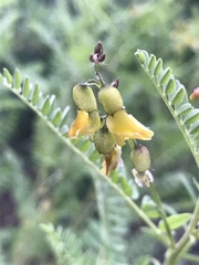 Astragalus penduliflorus