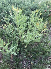 Astragalus penduliflorus
