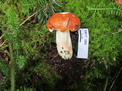 Russula paludosa