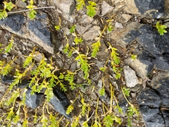 Primulaceae