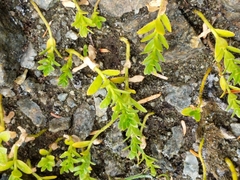 Primulaceae