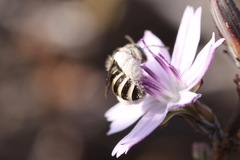 Anthophorula