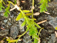 Primulaceae