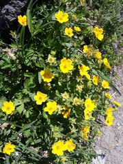 Potentilla flabellifolia
