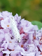 Yponomeuta evonymella