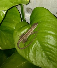 Anolis sagrei