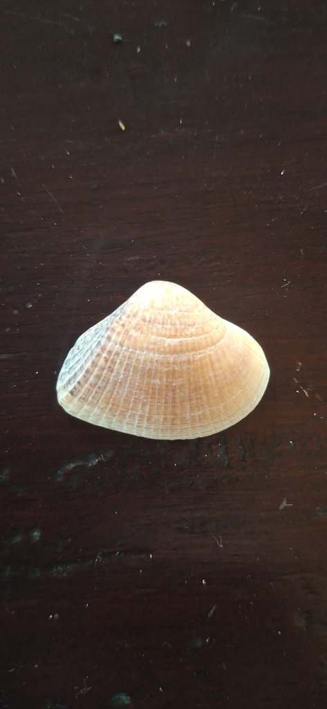 Hemidonax donaciformis