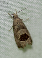 Notocelia uddmanniana