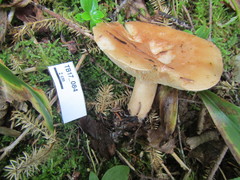 Lactarius trivialis