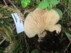 Lactarius trivialis