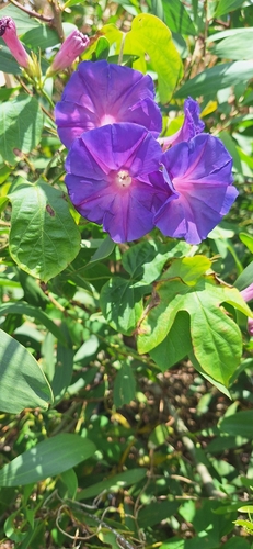 Foto de Flor de janeiro