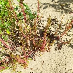 Rumex ucranicus