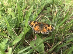 Phyciodes tharos image