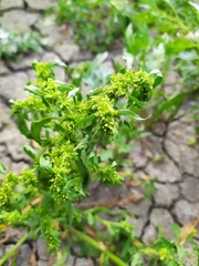 Rumex ucranicus