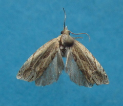 Eucosma olivaceana