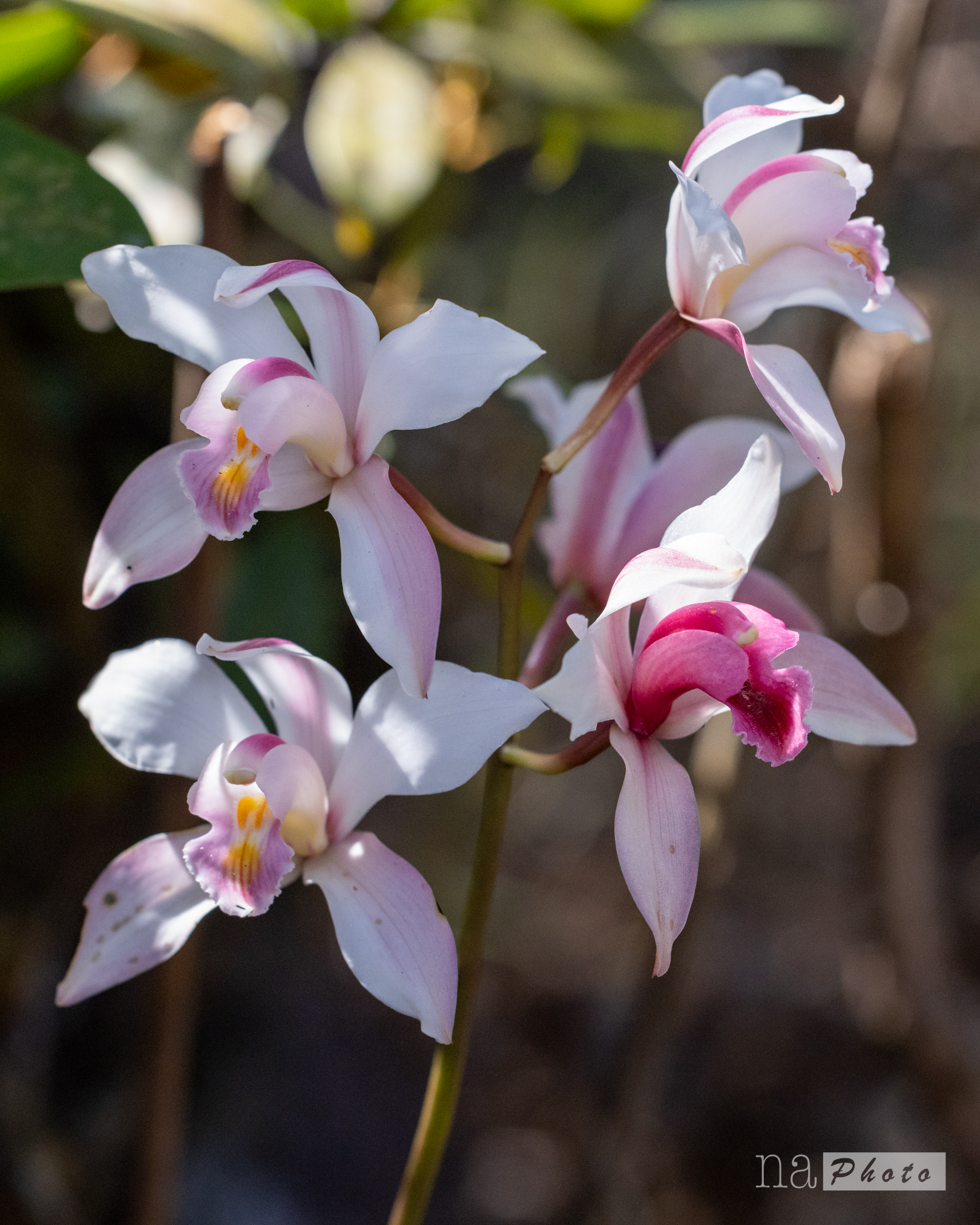 Cymbidium seidenfadenii (P.J.Cribb & Du Puy) P.J.Cribb