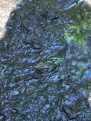 Lithobates kauffeldi