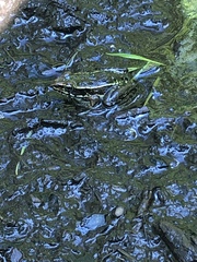 Lithobates kauffeldi