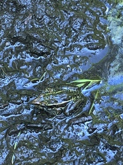 Lithobates kauffeldi
