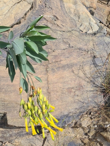 tree tobacco