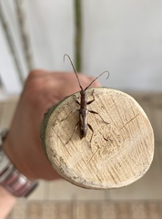 Neocompsa exclamationis