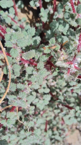 Desert Nettle