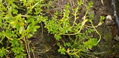 Lysimachia maritima