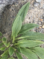 Doronicum clusii