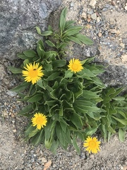 Doronicum clusii