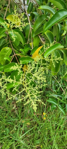 Troféu